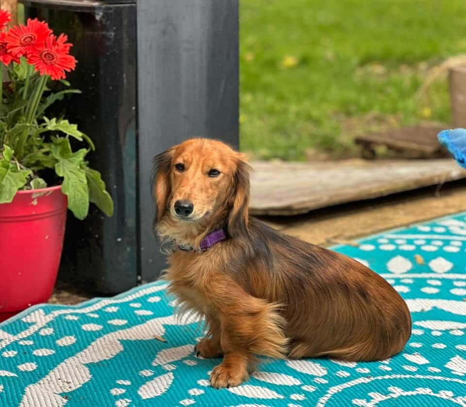 Sebastian (Sebastian Bach VIII)