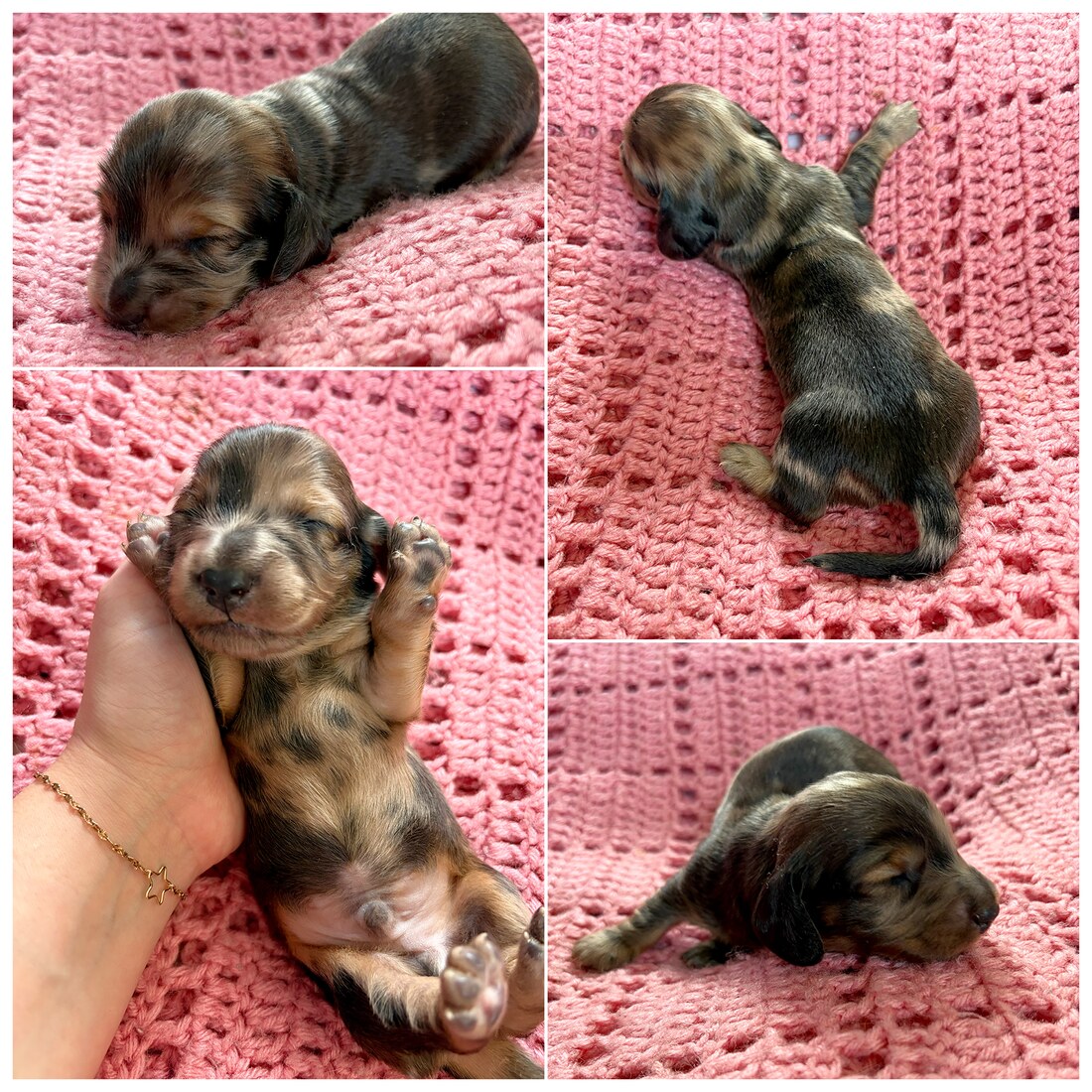2 Weeks Old