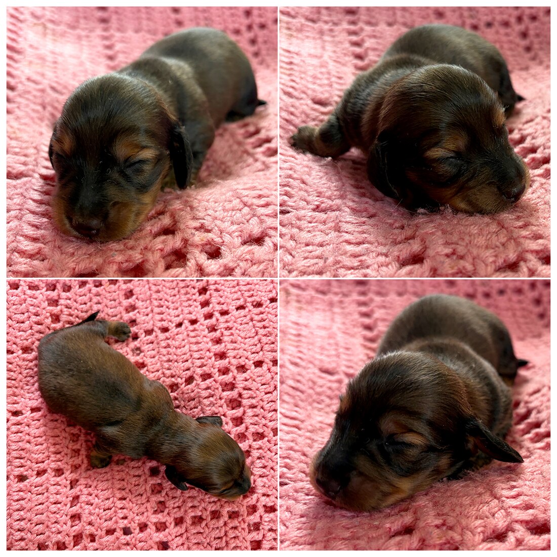 2 Weeks Old