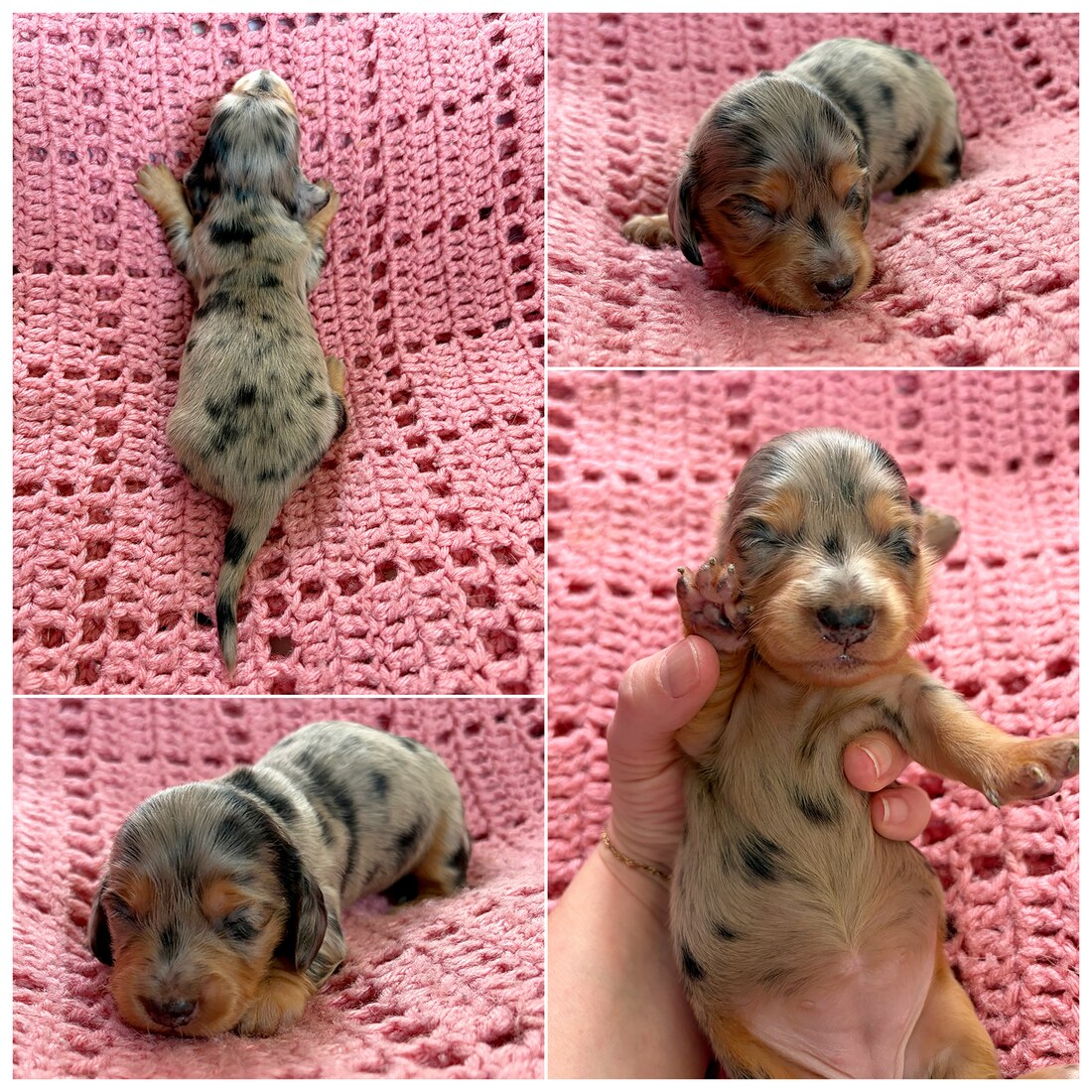 2 Weeks Old